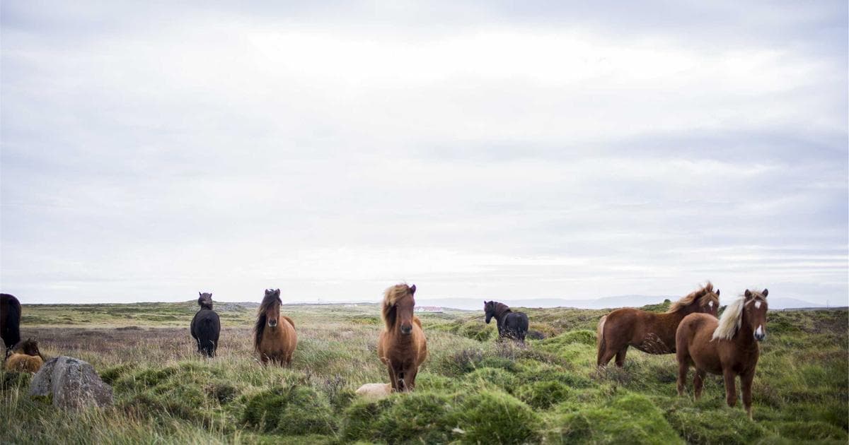 Cover Image for How to Make a PDF Accessible (ADA/WCAG Compliance)