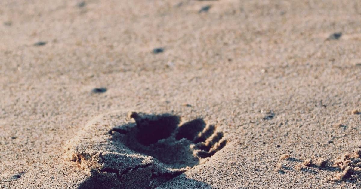 Cover Image for How to Redact Sensitive Information in a PDF