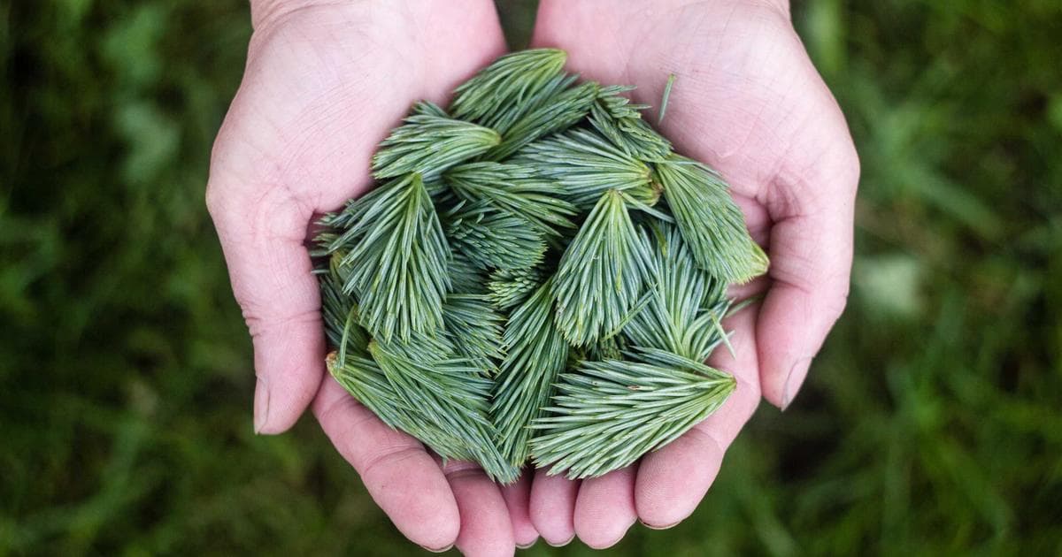 Cover Image for How to Add a Date to a PDF Without Adobe